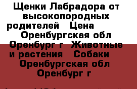 Щенки Лабрадора от высокопородных родителей › Цена ­ 20 000 - Оренбургская обл., Оренбург г. Животные и растения » Собаки   . Оренбургская обл.,Оренбург г.